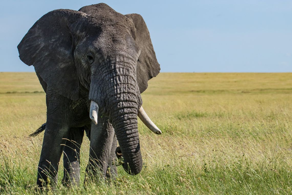 An elephant grazing on open plains
