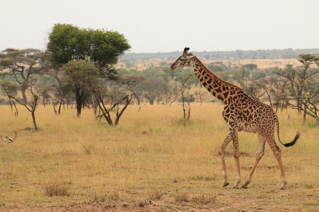 A giraffe walking through acacia savannah