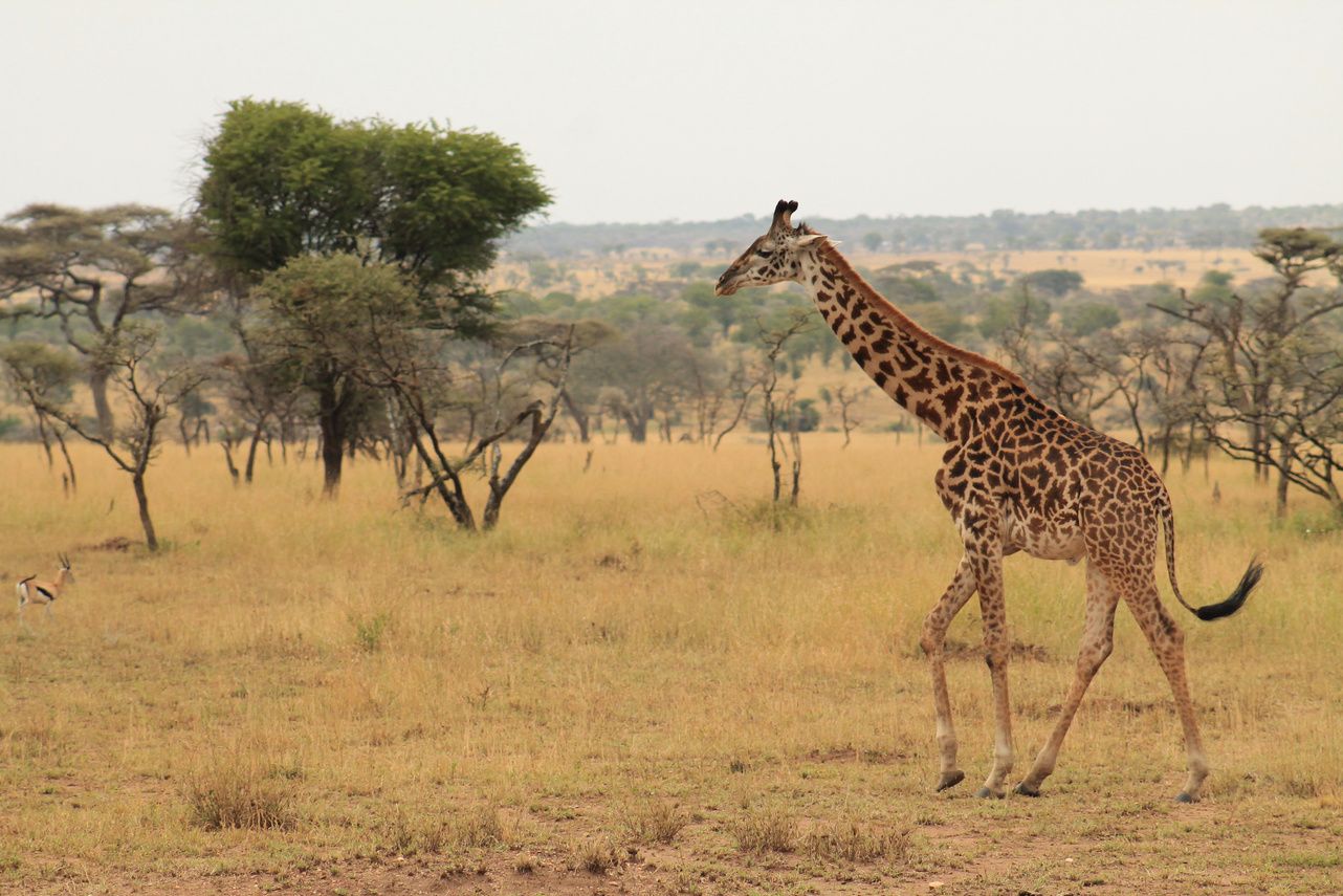 A giraffe walking through acacia savannah
