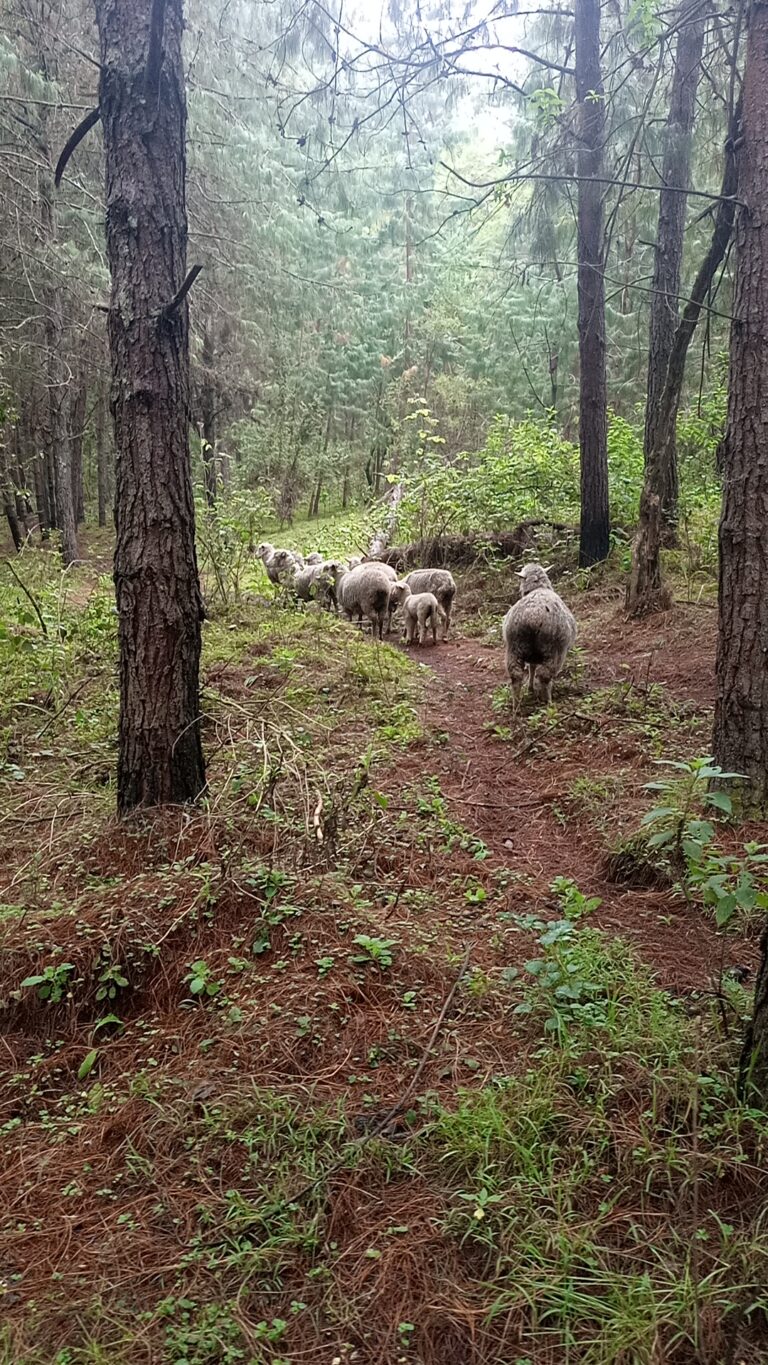 Aberdares