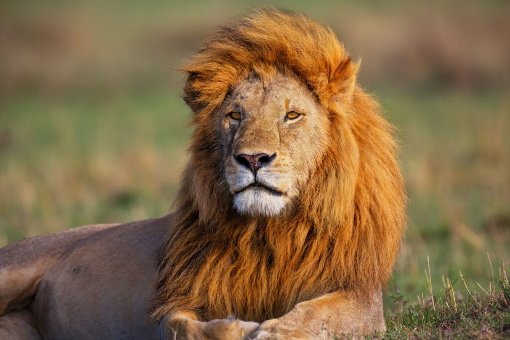 A male lion resting in the grass